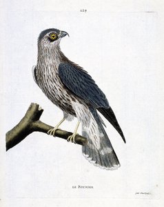 Planche zoologique (ornithologie) : le rocher (faucon émerillon ou falco colombarius) sur une branche. Illustration dans « L
