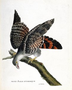 Tableau zoologique (ornithologie) : le petit aigle américain (circus buffoni) sur une branche. Illustration dans « L