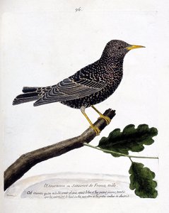 Planche zoologique (ornithologie) : l