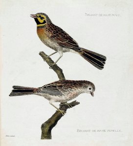 Planche zoologique (ornithologie) : de haut en bas : Moineaux Hague mâle et femelle (zizi ou emberiza cirlus) sur une branche. Illustration dans « L
