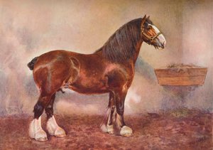 Étalon Clydedale Prince of Albion, vers 1900-1910