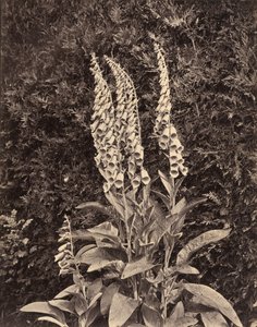 Digitale, vers 1860