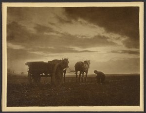 Au milieu des navets - Frank Meadow Sutcliffe