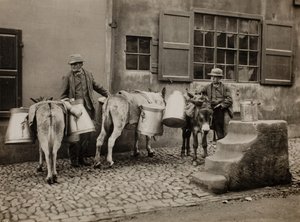 Ânes laitiers, vers 1890