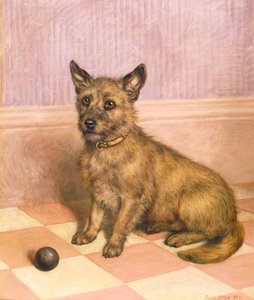 En attente de jouer, un cairn terrier avec une balle