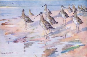 Courlis à Blakeney Point (lithographie)