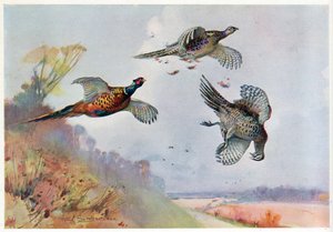 Faisans hauts, illustration de 