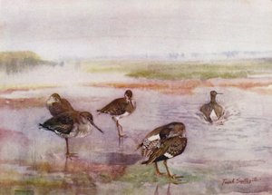 Norfolk Broads: Redshank - Frank Southgate