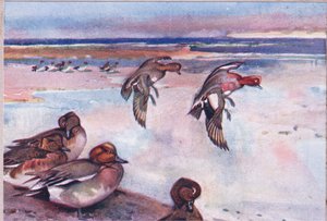 Canards siffleurs, illustration de Wild Nature & Country Life publiée par Hodder & Stoughton, vers 1910