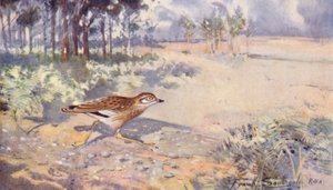 Vie sauvage en East Anglia : Œdicnème criard