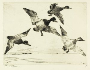 Fuligules milouins - Frank Weston Benson