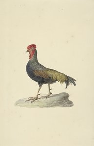 Coq de Sonnerat