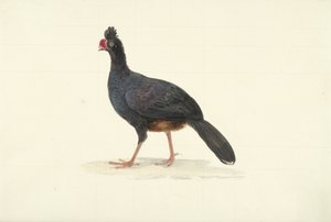 Oiseau coureur noir avec un bec rouge court et épais