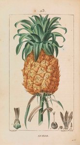 Ananas. Flore médicale