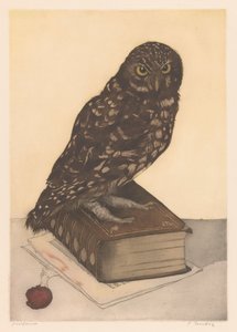 Hibou assis sur un livre