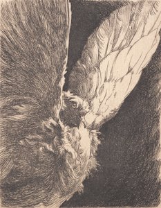 Un pigeon