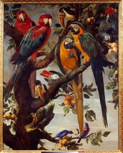 Perroquets et autres oiseaux - Frans Snyders