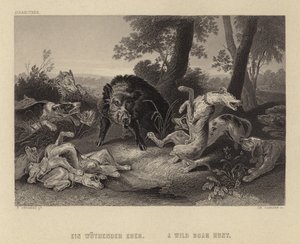 Chasse au sanglier