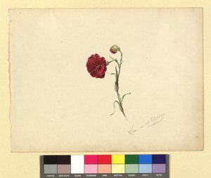 Nelke - Franz Alt