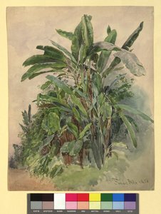 Schönbrunn - Étude de plantes - Franz Alt
