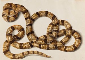 Serpent