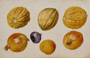 Études de fruits - Franz Horny