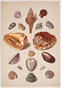 Illustrations de coquillages