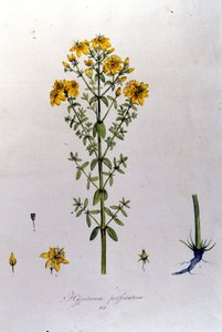 Le millepertuis ou herbe de Saint-Jean (herbe de Saint-Jean) de la « Flora Monacensis » de F. De Paola De Schrank. Munich 1816