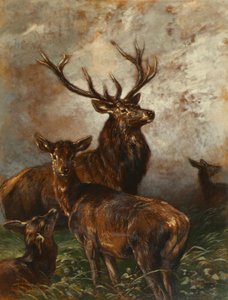 Cerf et biches