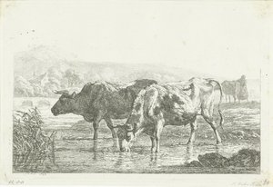 Deux vaches buvant