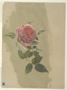 Une branche de rose
