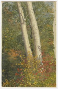 Bouleaux en automne - Frederic Edwin Church