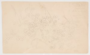 Croquis botaniques - Frederic Edwin Church
