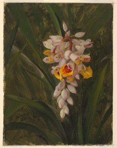"Cardamome"