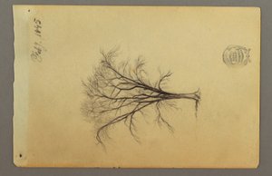 Dessin, Un arbre sans feuilles, février 1845 - Frederic Edwin Church