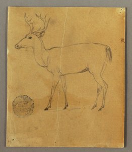 Dessin, cerf debout, vers 1850 - Frederic Edwin Church