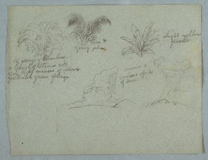 Dessin, bambous, vigne et jeune palmier, plante, et deux scènes de pluie tombant des nuages sur des crêtes, Rio Magdalena, Colombie, 1853, probablement mai - Frederic Edwin Church