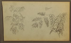 Dessin, croquis botaniques, 1857 - Frederic Edwin Church