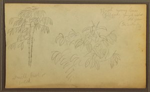Dessin, croquis botaniques, 1857