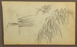 Dessin, croquis botaniques, 1857 - Frederic Edwin Church