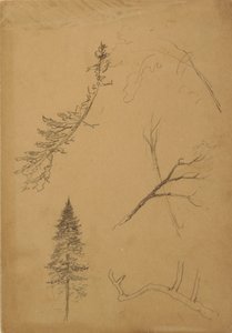 Dessin, croquis botaniques, 1888