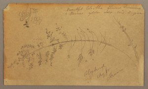 Dessin, croquis botaniques, août 1865