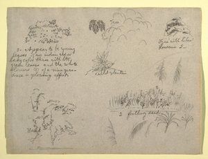 Dessin, croquis botaniques, Colombie, 1853 - Frederic Edwin Church