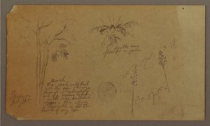 Dessin, croquis botaniques, juillet 1865 - Frederic Edwin Church