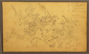 Dessin, croquis botaniques, mai 1857