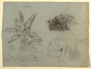 Dessin, croquis botaniques, Amérique du Sud, mai 1853  - Frederic Edwin Church