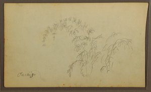 Dessin, croquis botaniques ; Verso : croquis botaniques, 1857 - Frederic Edwin Church