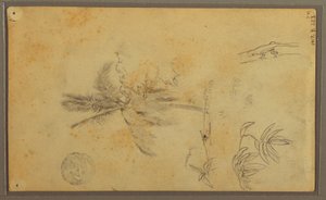 Dessin, croquis botaniques ; Verso : lézard, palmier, 1857 - Frederic Edwin Church