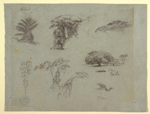 Dessin, Croquis botaniques d