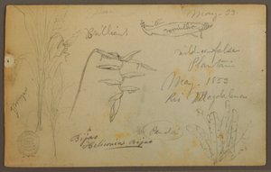 Dessin, Croquis botaniques du Rio Magalena, Colombie, mai 1853 - Frederic Edwin Church